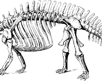 brontosaurus bones