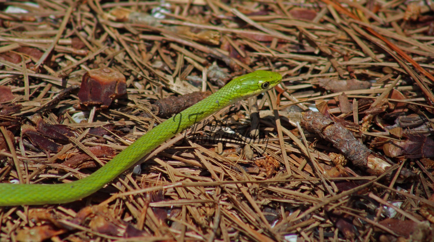 Snake in the Grass wildlife photography green snake by JFrostPhoto