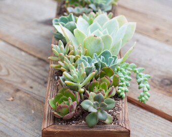 4x18 Succulent planter