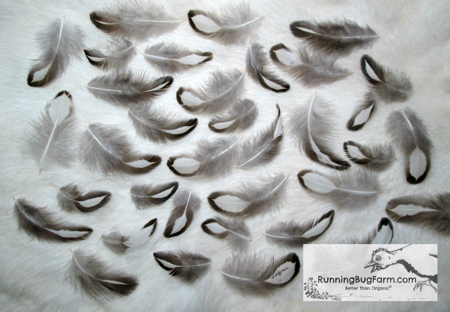 Feathers Black White Feathers Real Bird Feathers by RunningBugFarm