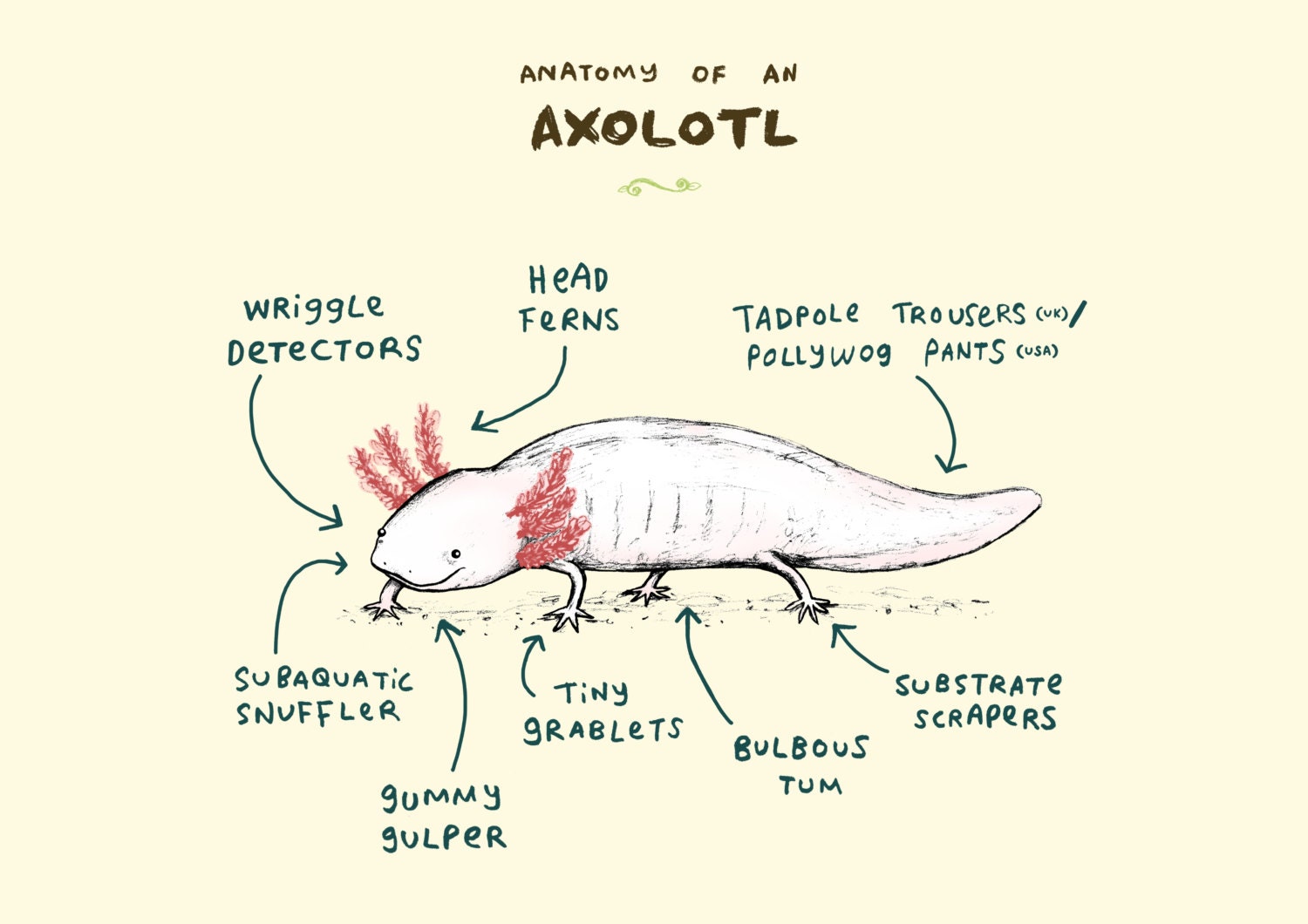 Anatomy Of An Axolotl A4 Signed Print