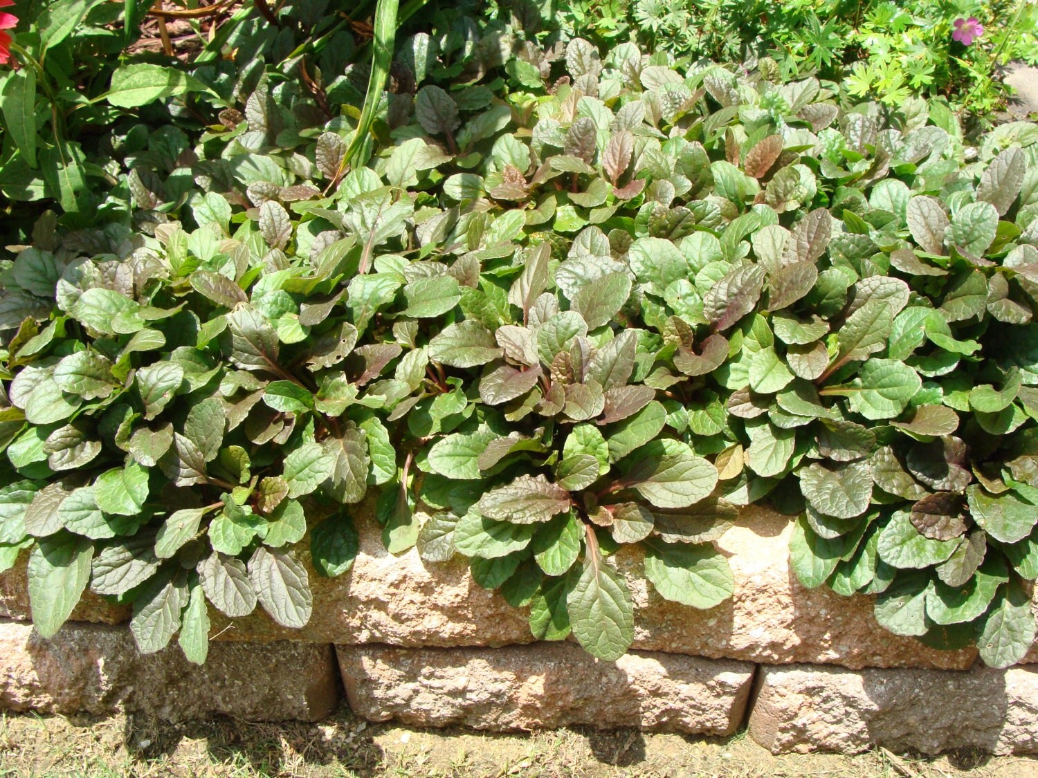 Perennial Ajuga Reptens Ground Cover