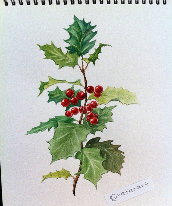 watercolor botanical illustration Holly