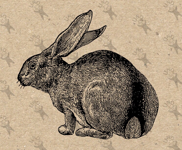 Vintage image Hare Rabbit Instant Download Digital by UnoPrint