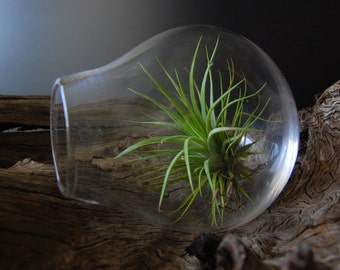 Air Plant Terrarium, Air Plants, Glass Terrarium, Blown Glass