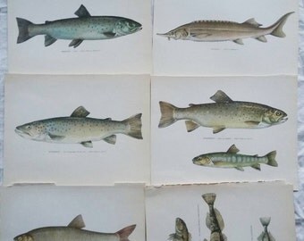 Vintage Lot of Danish Book Plates 1970s Fish Print