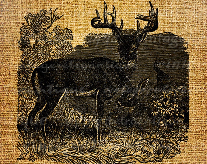 Virginia Deer Digital Graphic Download Printable Illustration Image Vintage Clip Art Jpg Png Eps HQ 300dpi No.2670