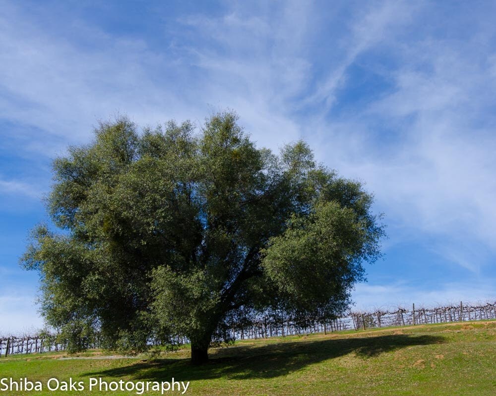 A Grand Oak Tree
