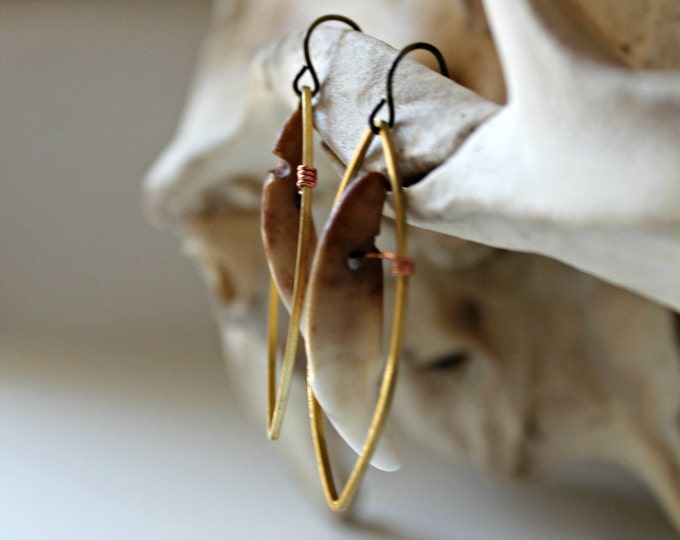 Coyote Teeth Earrings / Animal Tooth Jewelry / Oddities Jewelry / Tooth Earrings / Primitive Tribal Jewelry / Oddities and Taxidermy