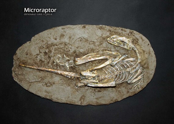 microraptor fossil for sale