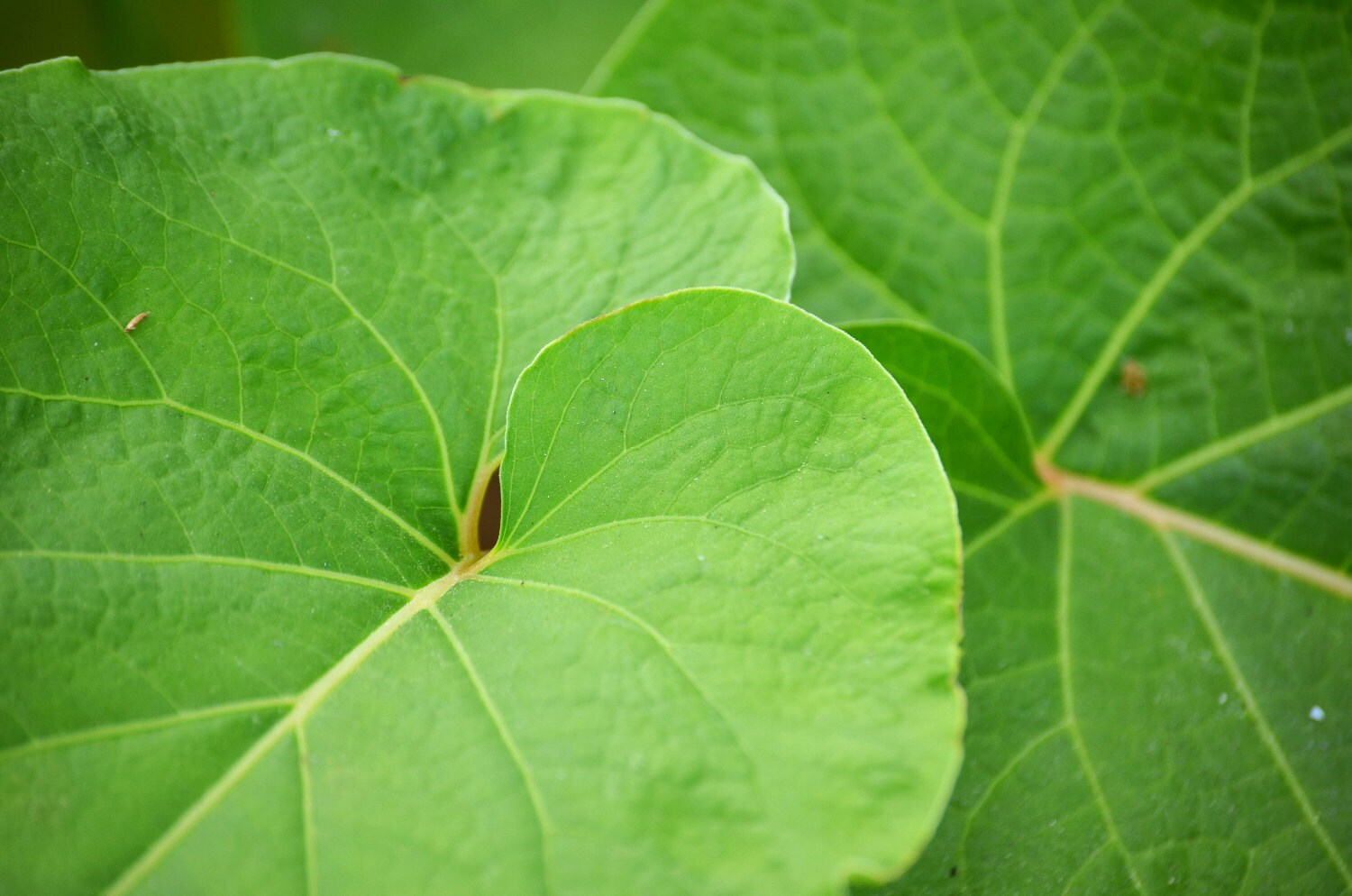 Hoja Santa Piper auritum Live Plant Ships in 100