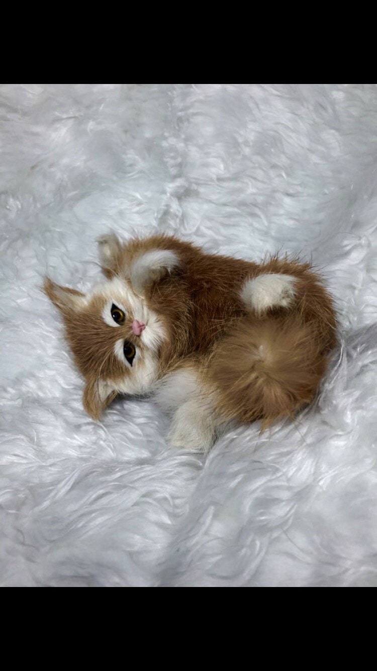 Lifesize Newborn Realistic Baby Kitten So INCREDIBLY by ECARTDOLLS