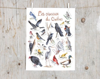 Print birds of Québec | Watercolor birds painting | Art mural Nature Print | Poster identification classification Birds | Gift ornithologist