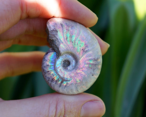 NATURAL IRIDESCENT AMMONITE