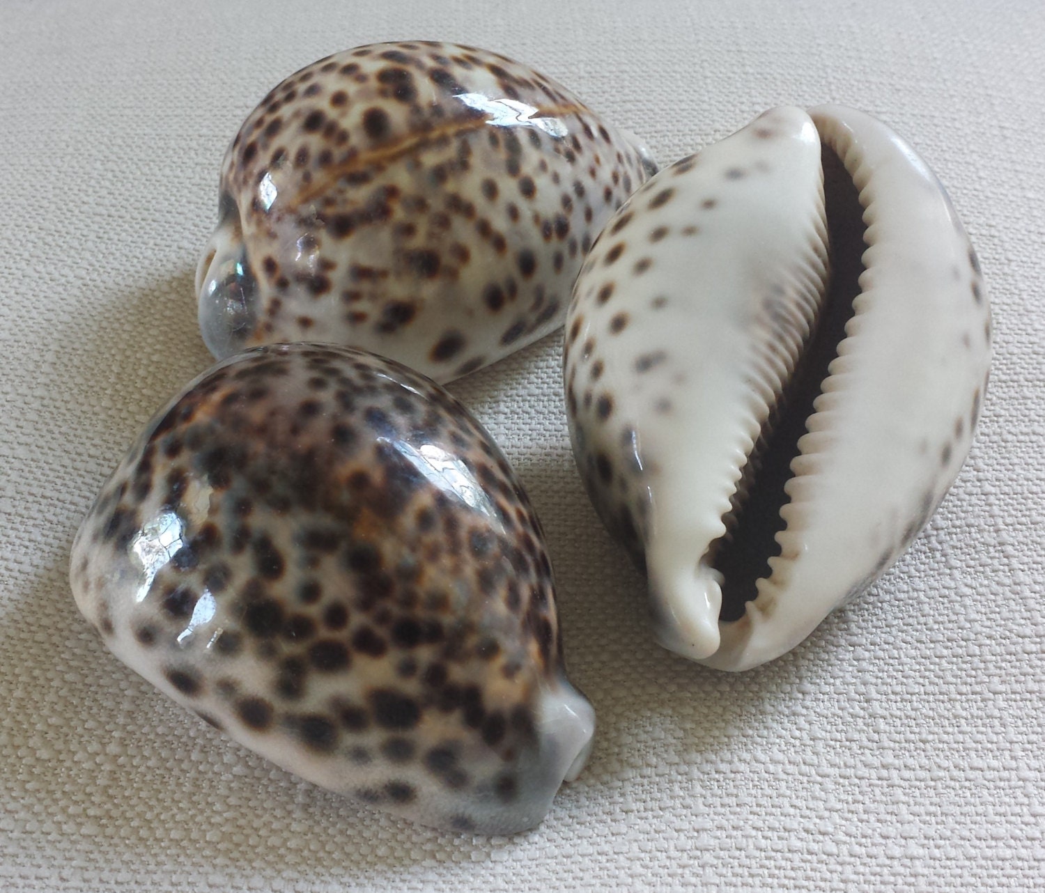 Large Tiger Cowrie 2pcs 3 4 Large Seashells