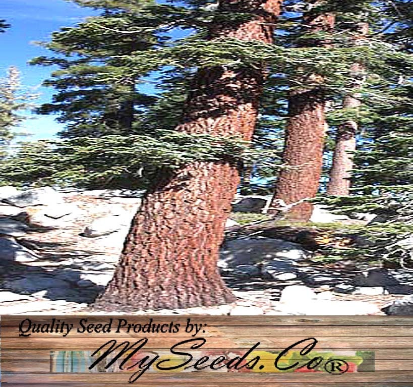 Red Fir California Red Fir Tree Seeds Abies magnifica