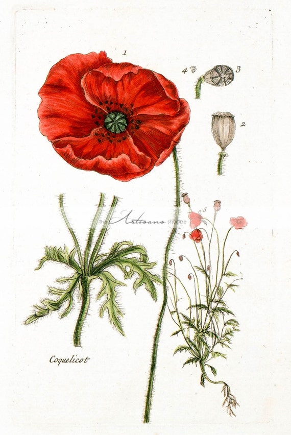 Instant Art Printable Download Vintage Red Poppy Botanical