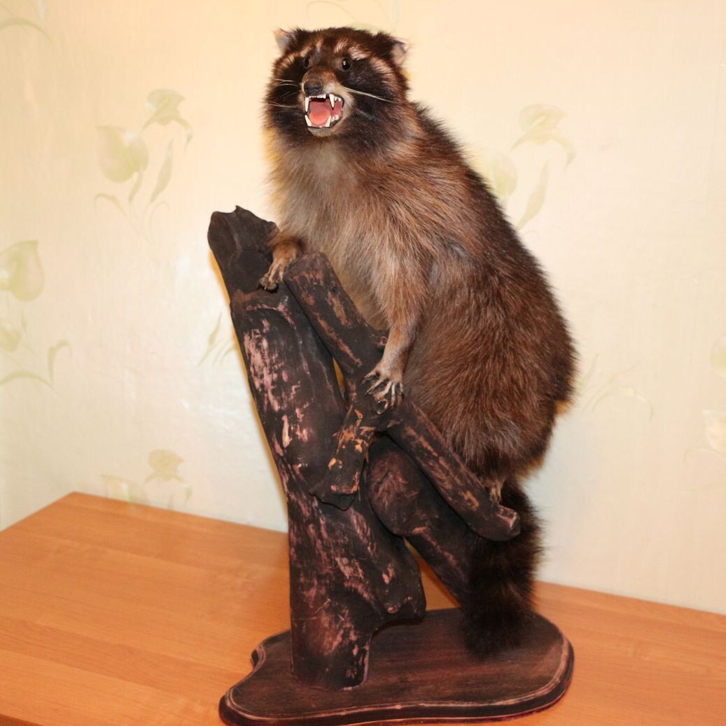 stuffed raccoon taxidermy