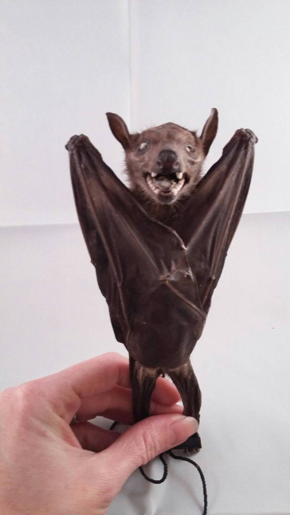 Taxidermy fruit bat by on Etsy