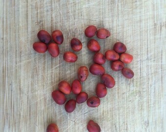Texas Mountain Laurel Seeds