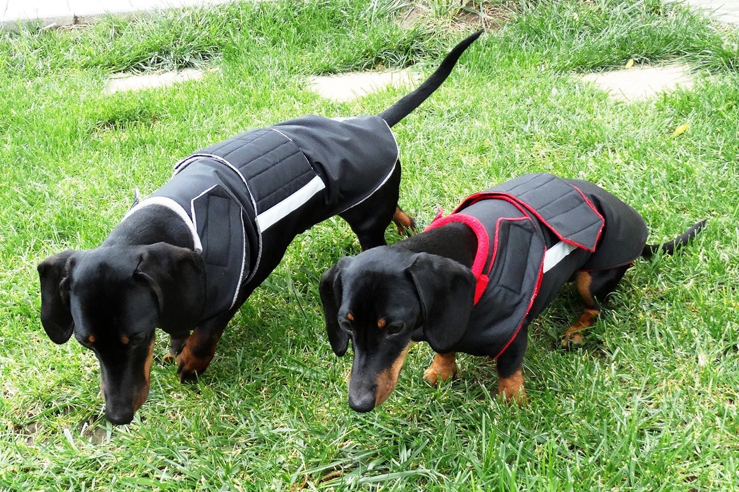 Dachshund Winter dog coat with underbelly protection Dog