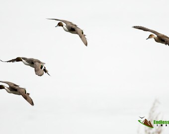 Ducks landing | Etsy