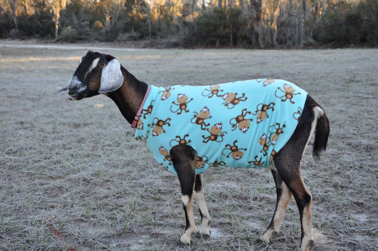 Custom Large Size Fleece Goat or Sheep Sweater/ Coat/ Jacket