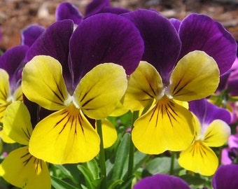 johnny jump seeds perennial viola