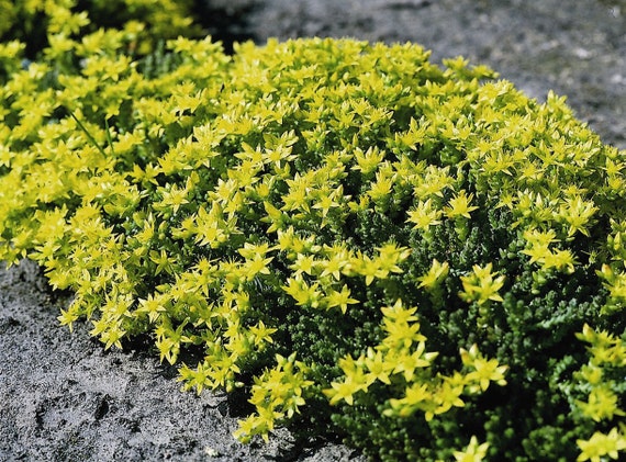 10000 Bulk Sedum Seeds Sedum Acre Succulent Seeds