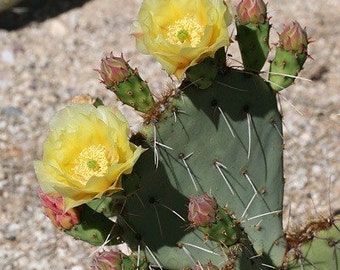 Mammillaria plumosa Golf Ball Cactus 20 by CactusPlazaNursery