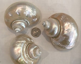 Beautiful PEARLIZED Green TURBAN SHELL// Turban Shell// Sea Shells// Sea Shells// Authentic Shells// Home Decor// Pearlized Sea Shells
