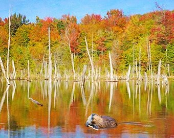Wildlife Art Print, Nature Art Print, North American Beavers, Beaver Pond, Fall Foliage, Autumn Lake, Water Reflection, Fine Art Photography
