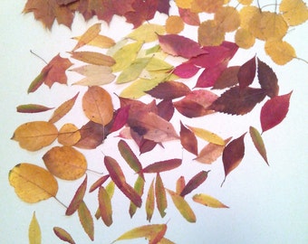 Fall leaves, lot of autumn leaves 100 pcs, real pressed leaves, flat leaves