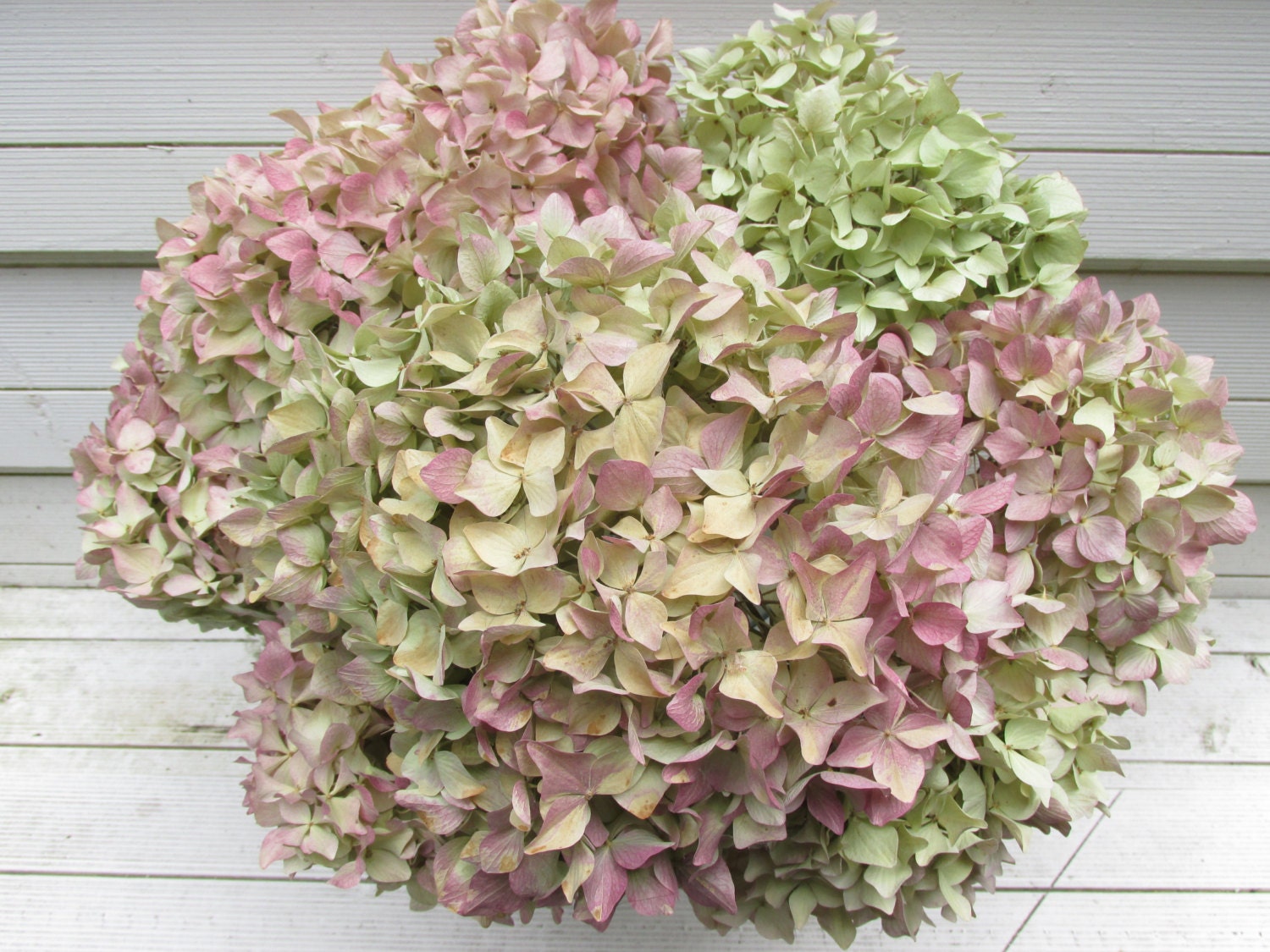 Dried Hydrangea Flowers Lt Green Cream w/ Blush of Burgundy