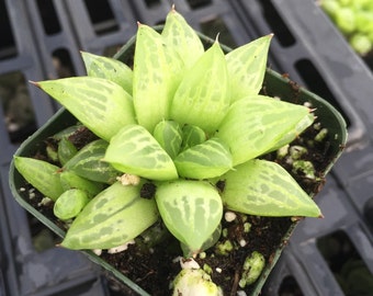 2" Succulent - Window Haworthia