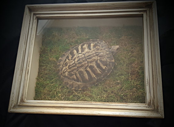 Oliver - Mummified Box Turtle Shadow Box Dry Preserved Specimen Taxidermy Terrarium One Of A Kind Morbid Gift