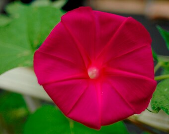 Scarlett O'hara Morning Glory (40, 80, 160 seeds) ipomea scarlet ohara red #122