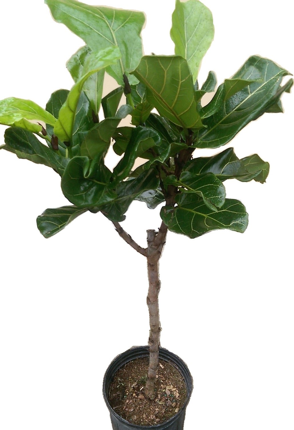 Ficus Lyrata Tree Plant in 10 Pot Also Called Fiddle