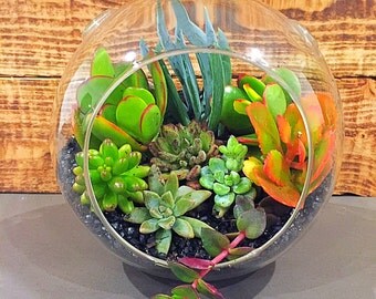 Succulent Terrarium, Round Glass Globe