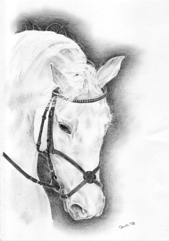 Horse portrait-Original-Graphite pencil drawing-Horse