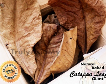 50 grams grade A+ Best giant Indian Almond Catappa Ketapang Leaves aquarium