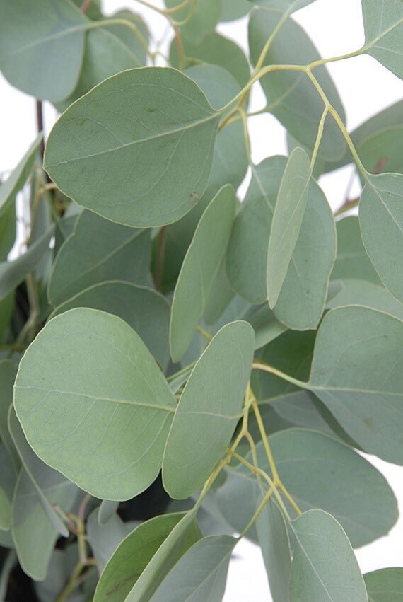 Fresh Wild Silver Dollar/ Banana shaped Eucalyptus Leaves