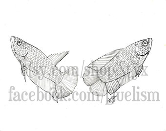 betta splendens etsy betta splendens etsy