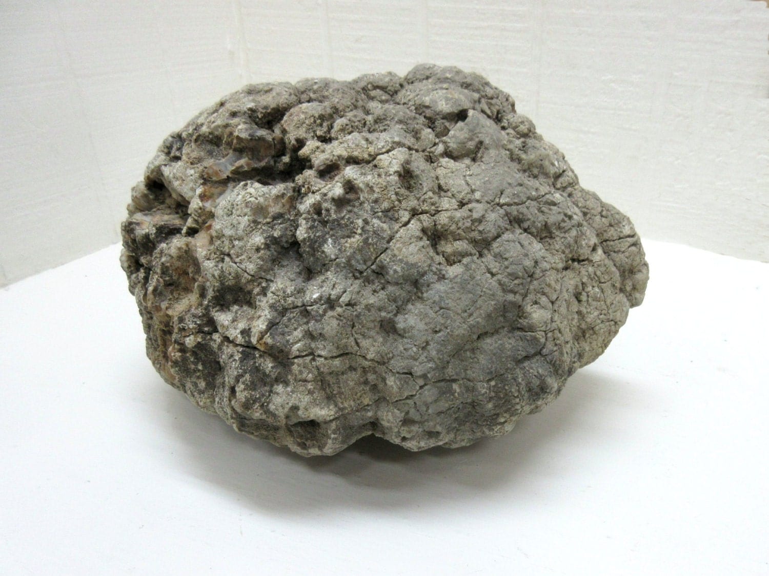 petrified feces