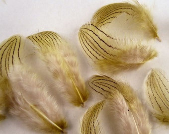 silver pheasant feathers 12 assorted olive K18