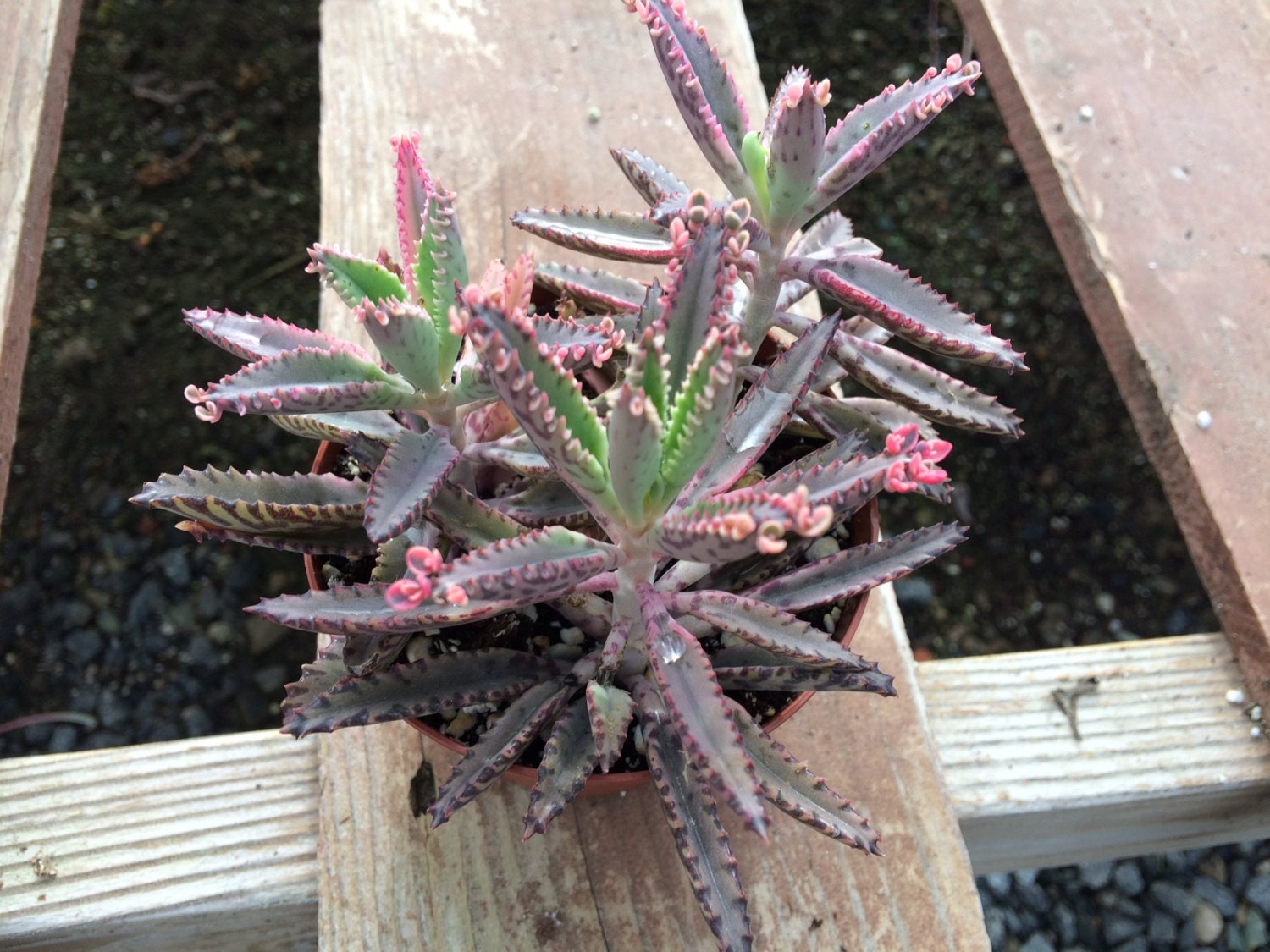 Succulent Plant Kalanchoe Pink Butterflies. Lovely pink trim