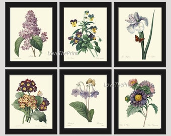 Botanical Print Set of 6 Art Redoute Antique French Garden Lilac Aster Primula Iris Blue Plants Spring Summer Vintage Room Wall Decor
