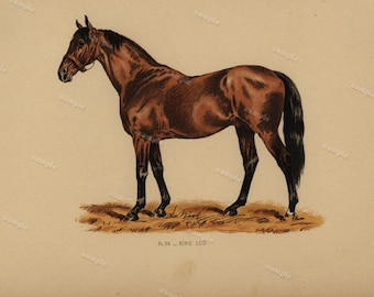 1890 0riginal Antique Natural History Chromolithograph of a horse Gladiateur Animal Print- Nature print Very Rare