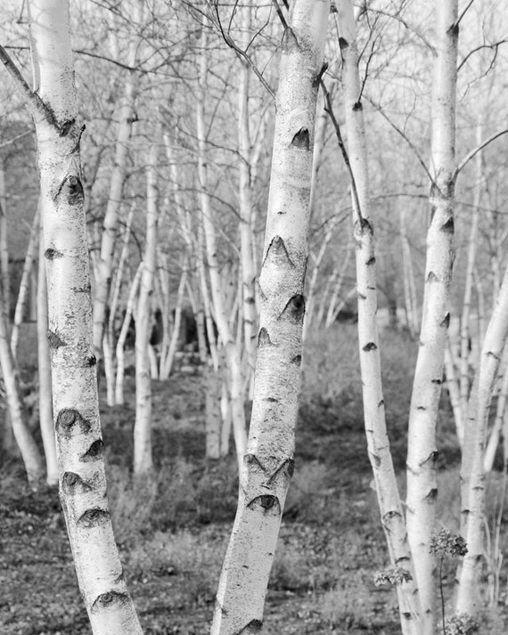 Birch Trees art photography in black and white 8x10 by MFphotoart