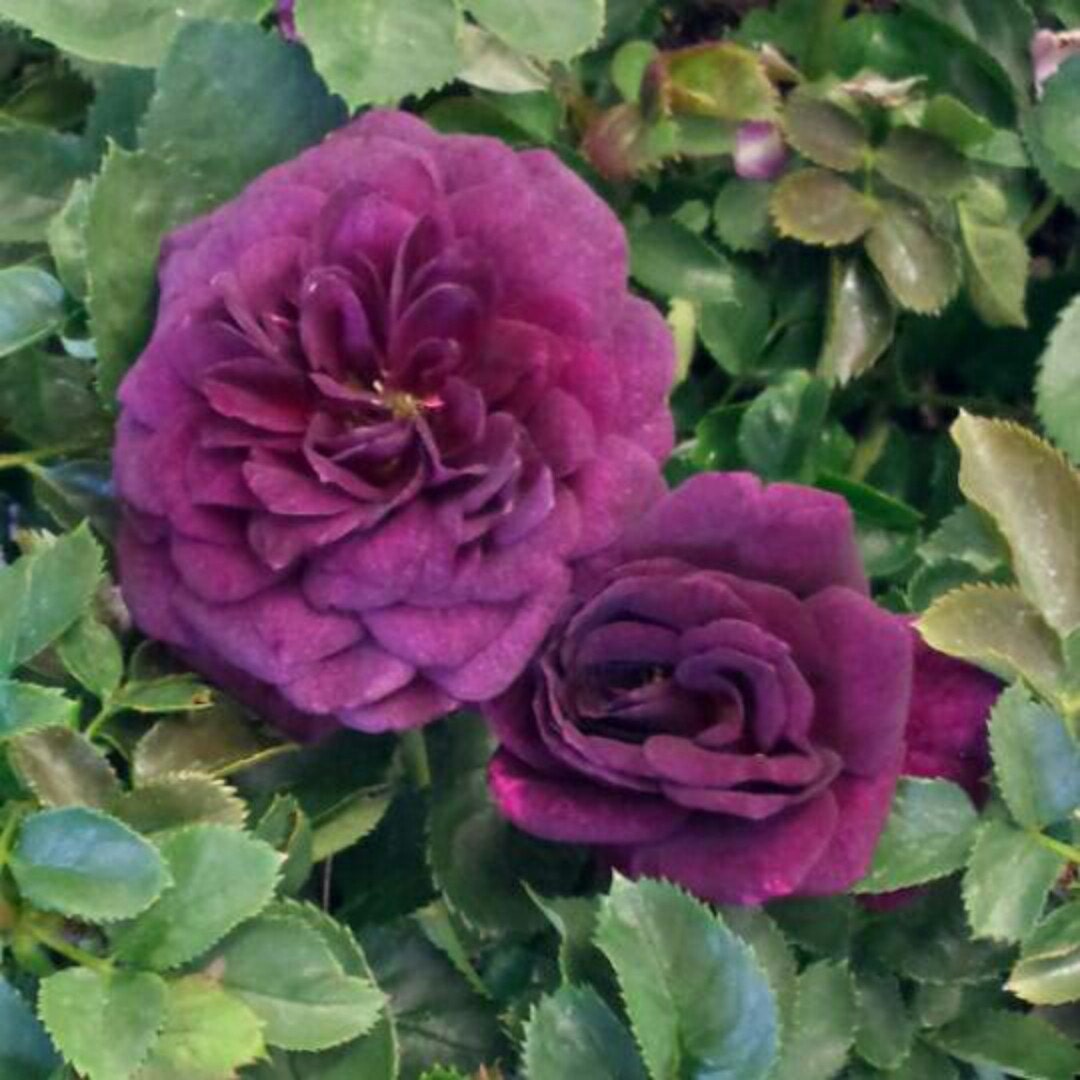 Joseph's Coat Rose Bush Fragrant Climbing Rose Grown